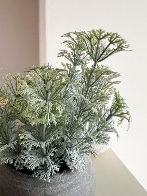 Faux dwarf ambulia in pot
